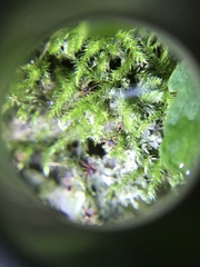 Linopenthaleus irki