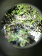 Linopenthaleus irki