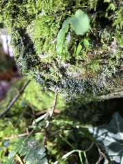 Linopenthaleus irki