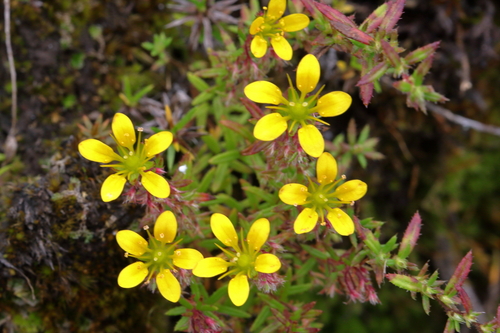 Slender-Stem Saxifrage (Saxifraga filicaulis)