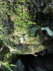Linopenthaleus irki