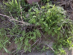Phacelia distans