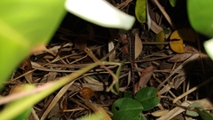 Sceloporus teapensis