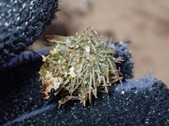Psammechinus miliaris