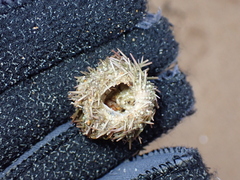 Psammechinus miliaris