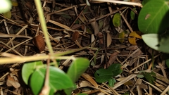 Sceloporus teapensis