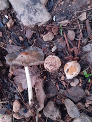 Coprinellus bipellis