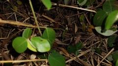 Sceloporus teapensis