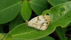 Colotis aurora