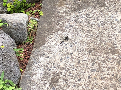 Zygonyx torridus torridus