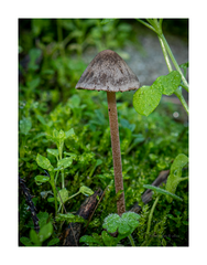 Panaeolus acuminatus