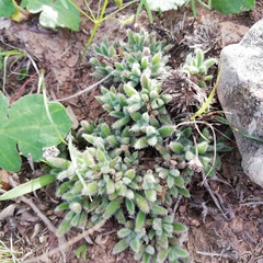 Trichodiadema strumosum