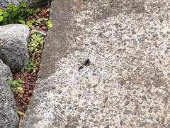 Zygonyx torridus torridus