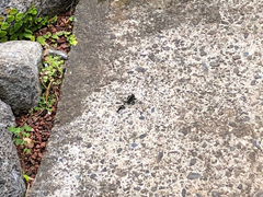 Zygonyx torridus torridus