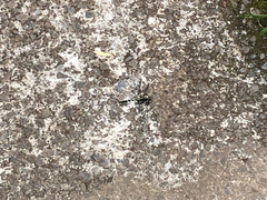 Zygonyx torridus torridus