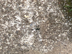 Zygonyx torridus torridus