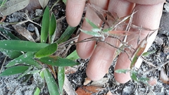 Dichanthelium acuminatum