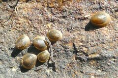 Ancylus fluviatilis