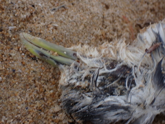 Rissa tridactyla tridactyla