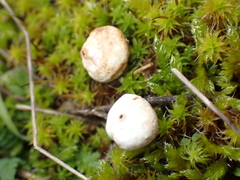 Tulostoma brumale