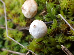 Tulostoma brumale