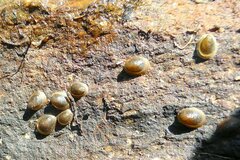 Ancylus fluviatilis
