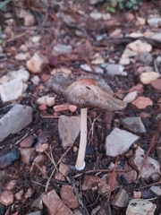 Coprinellus bipellis