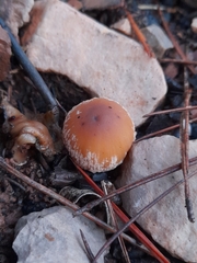 Coprinellus bipellis