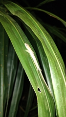 Anolis sericeus