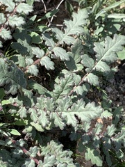 Phacelia crenulata