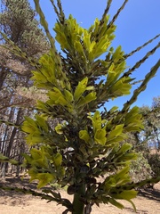 Puya chilensis