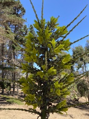 Puya chilensis