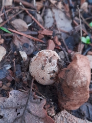 Coprinellus bipellis