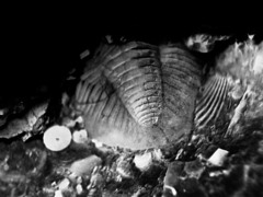 Trilobita