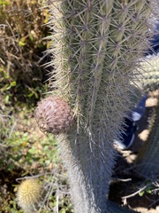 Trichocereus chiloensis litoralis