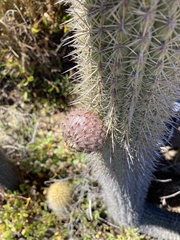 Trichocereus chiloensis litoralis