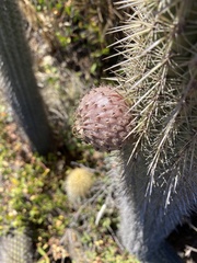 Trichocereus chiloensis litoralis