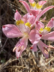 Alstroemeria recumbens