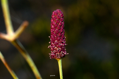 Eryngium ebracteatum