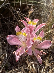 Alstroemeria recumbens