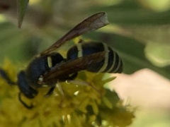 Euodynerus foraminatus