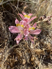 Alstroemeria recumbens