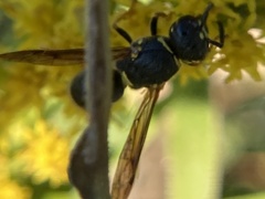 Euodynerus foraminatus