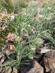 Johnstonella angustifolia