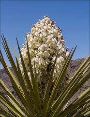 Yucca torreyi