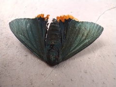 Chalypyge chalybea chalybea