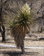 Yucca torreyi