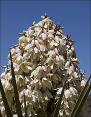 Yucca torreyi