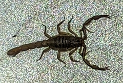 Vaejovidae