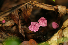 Marasmius haematocephalus